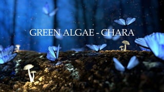 GREEN ALGAE - CHARA
 