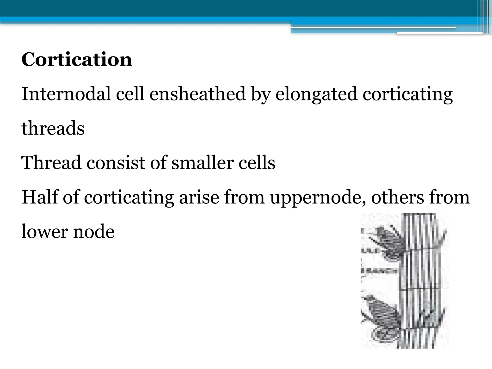 Cortication
Internodal cell ensheathed by elongated corticating
threads
Thread consist of smaller cells
Half of corticating arise from uppernode, others from
lower node
 