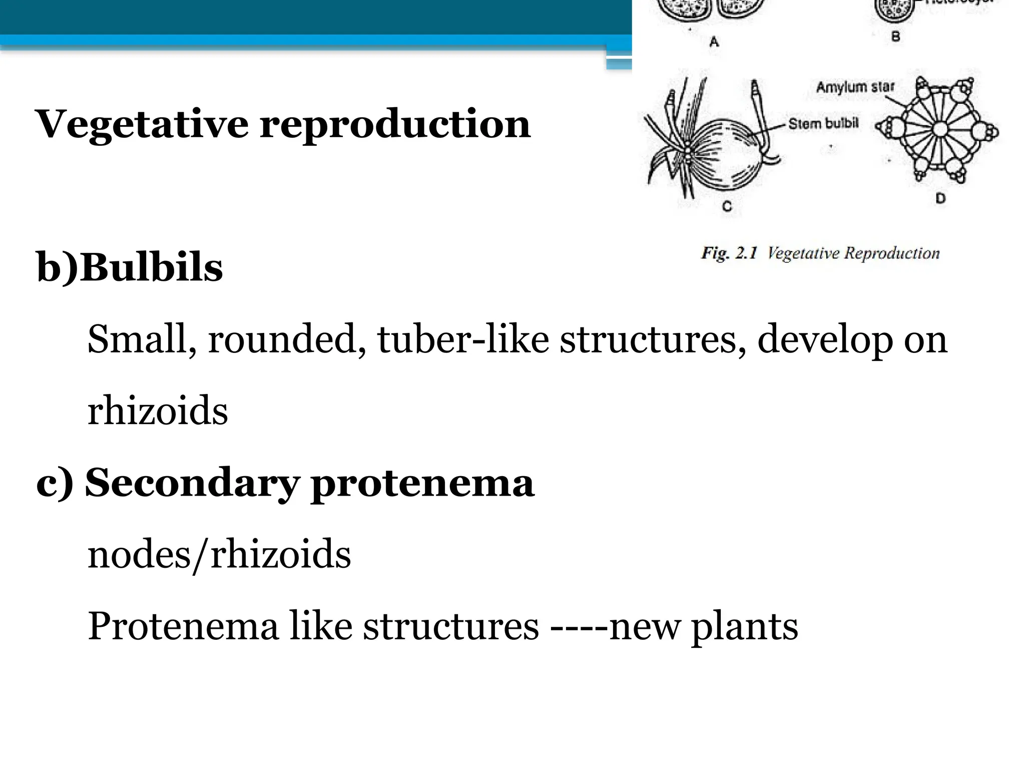Vegetative reproduction
b)Bulbils
Small, rounded, tuber-like structures, develop on
rhizoids
c) Secondary protenema
nodes/rhizoids
Protenema like structures ----new plants
 