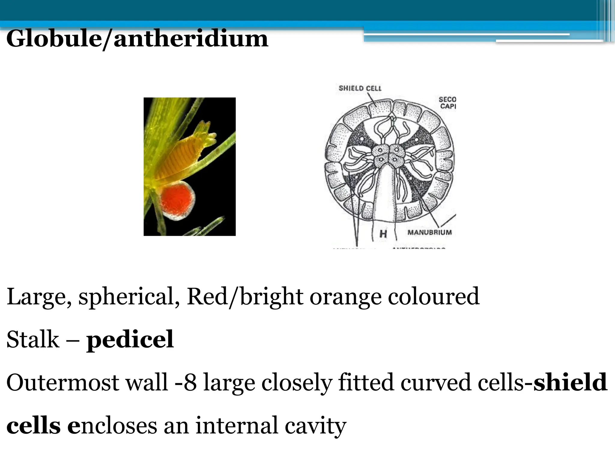 Globule/antheridium
Large, spherical, Red/bright orange coloured
Stalk – pedicel
Outermost wall -8 large closely fitted curved cells-shield
cells encloses an internal cavity
 