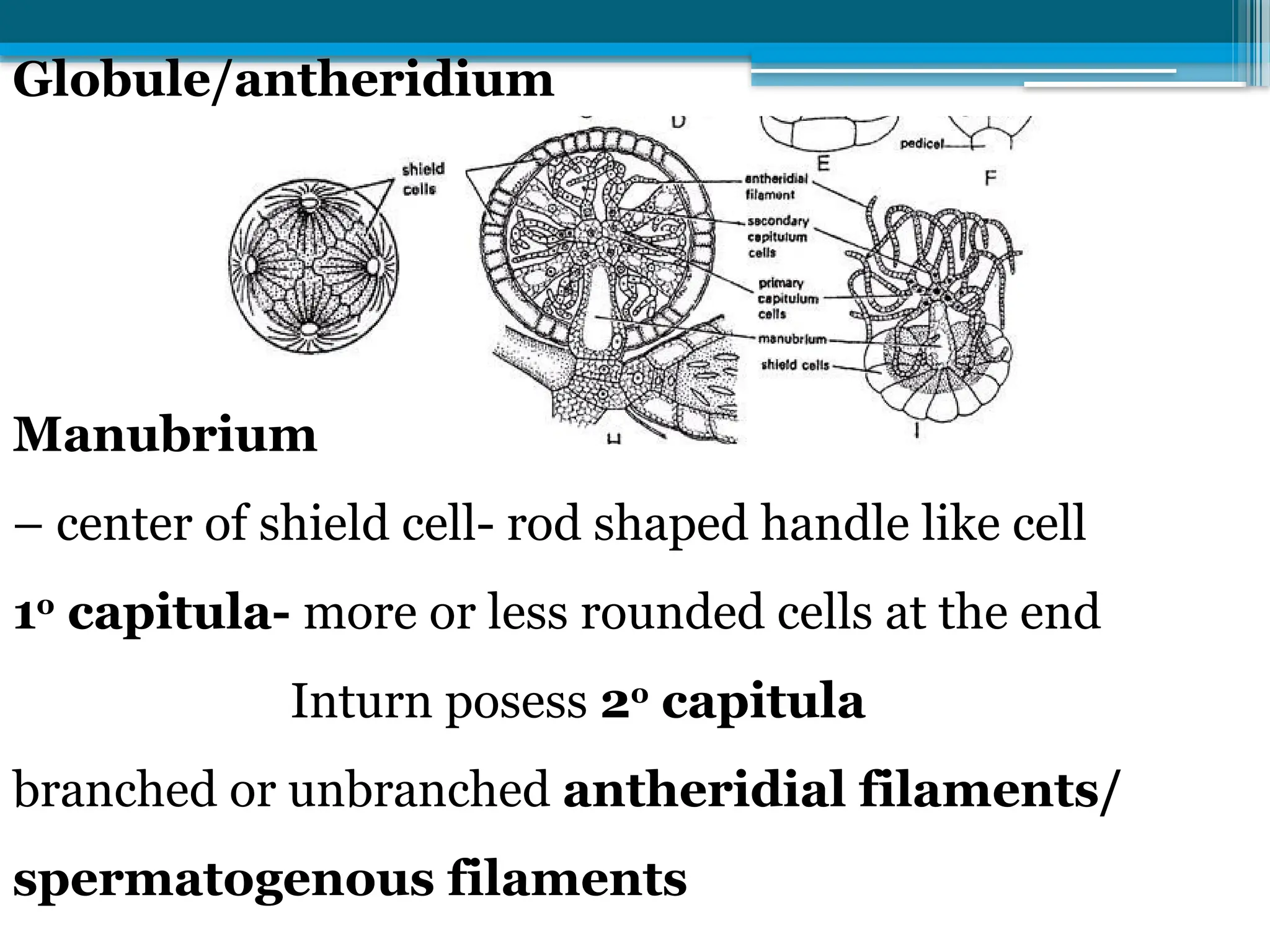 Globule/antheridium
Manubrium
– center of shield cell- rod shaped handle like cell
1o
capitula- more or less rounded cells at the end
Inturn posess 2o
capitula
branched or unbranched antheridial filaments/
spermatogenous filaments
 