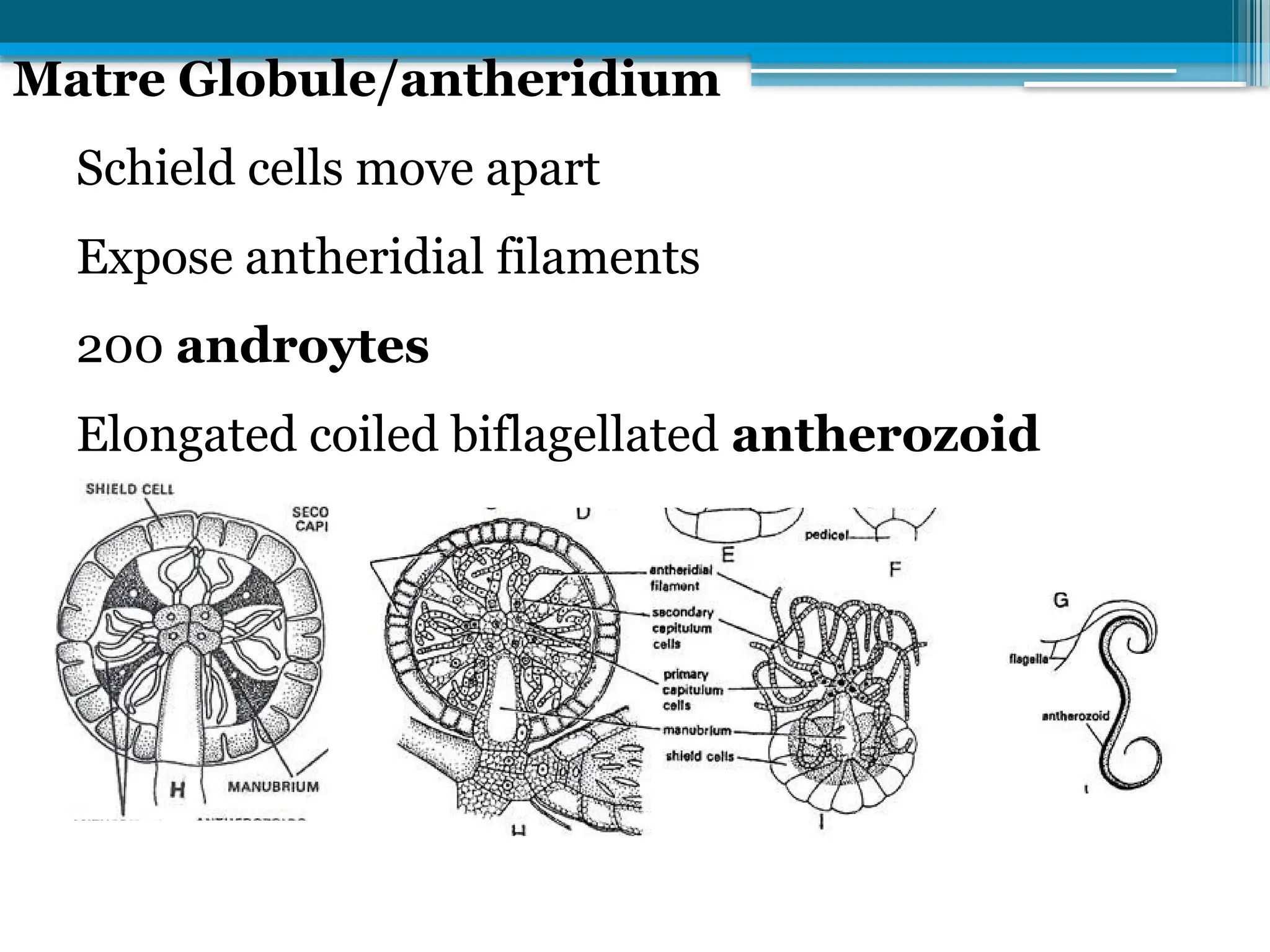 Matre Globule/antheridium
Schield cells move apart
Expose antheridial filaments
200 androytes
Elongated coiled biflagellated antherozoid
 
