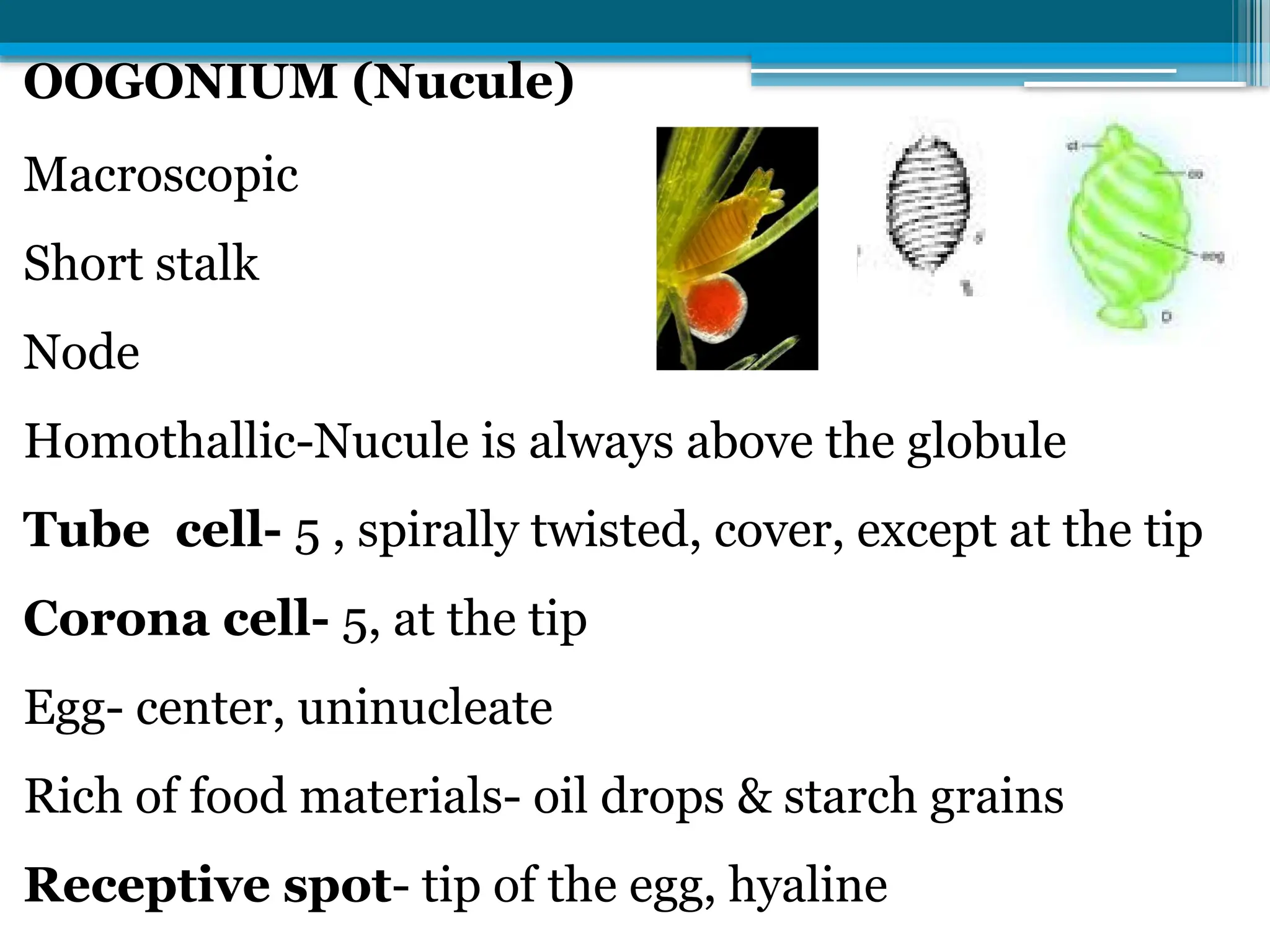 OOGONIUM (Nucule)
Macroscopic
Short stalk
Node
Homothallic-Nucule is always above the globule
Tube cell- 5 , spirally twisted, cover, except at the tip
Corona cell- 5, at the tip
Egg- center, uninucleate
Rich of food materials- oil drops & starch grains
Receptive spot- tip of the egg, hyaline
 