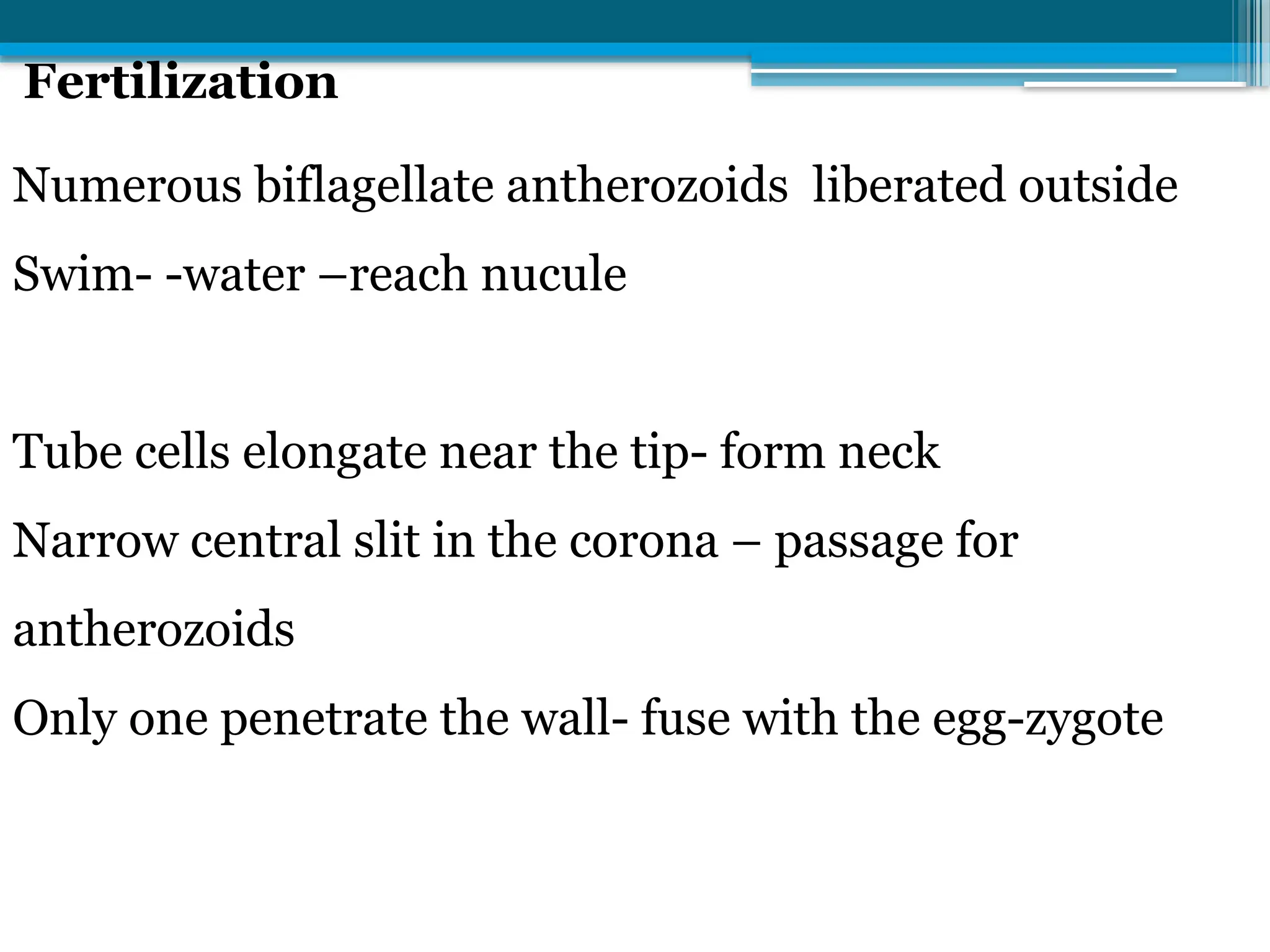 Fertilization
Numerous biflagellate antherozoids liberated outside
Swim- -water –reach nucule
Tube cells elongate near the tip- form neck
Narrow central slit in the corona – passage for
antherozoids
Only one penetrate the wall- fuse with the egg-zygote
 