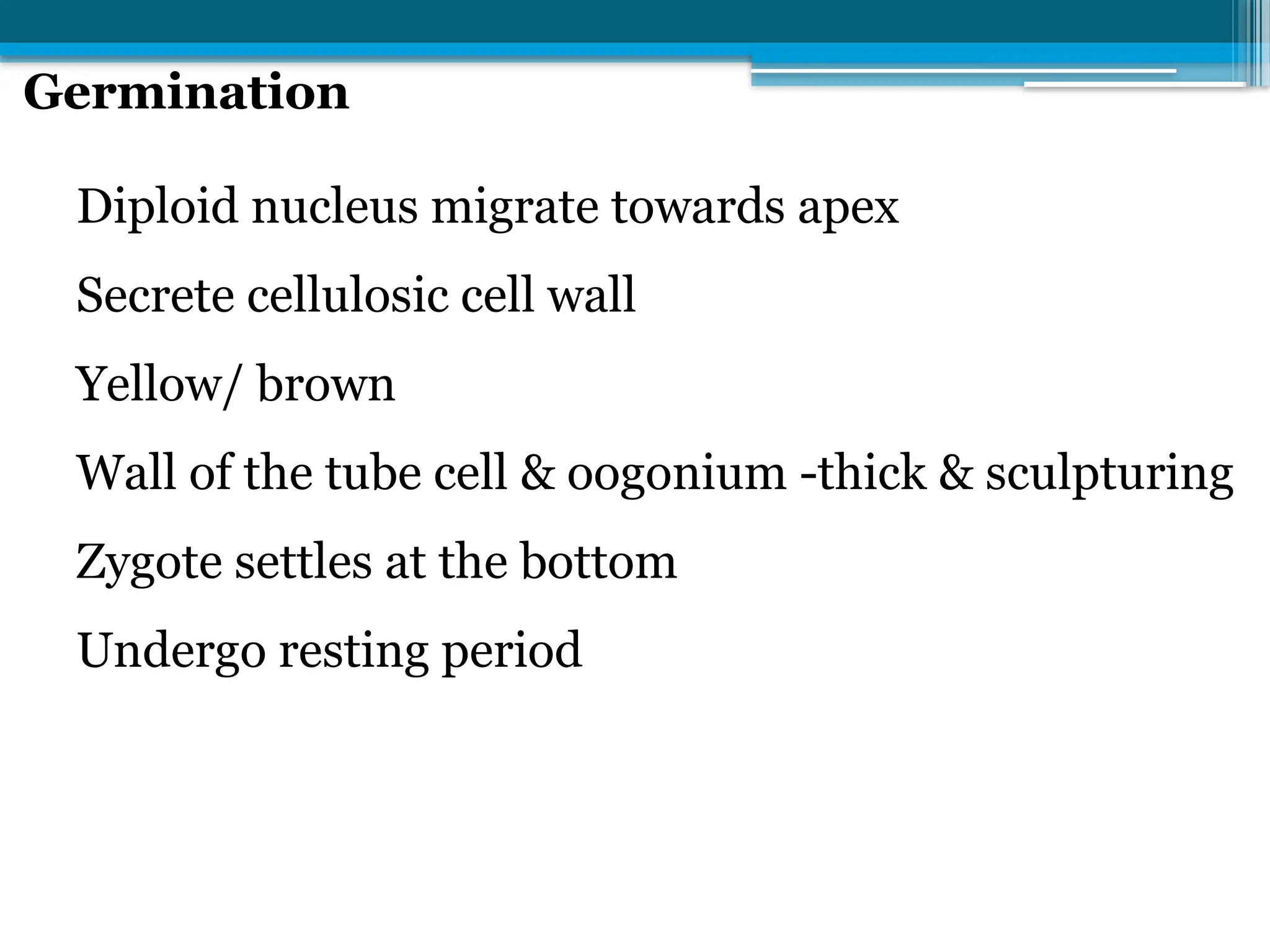 Germination
Diploid nucleus migrate towards apex
Secrete cellulosic cell wall
Yellow/ brown
Wall of the tube cell & oogonium -thick & sculpturing
Zygote settles at the bottom
Undergo resting period
 