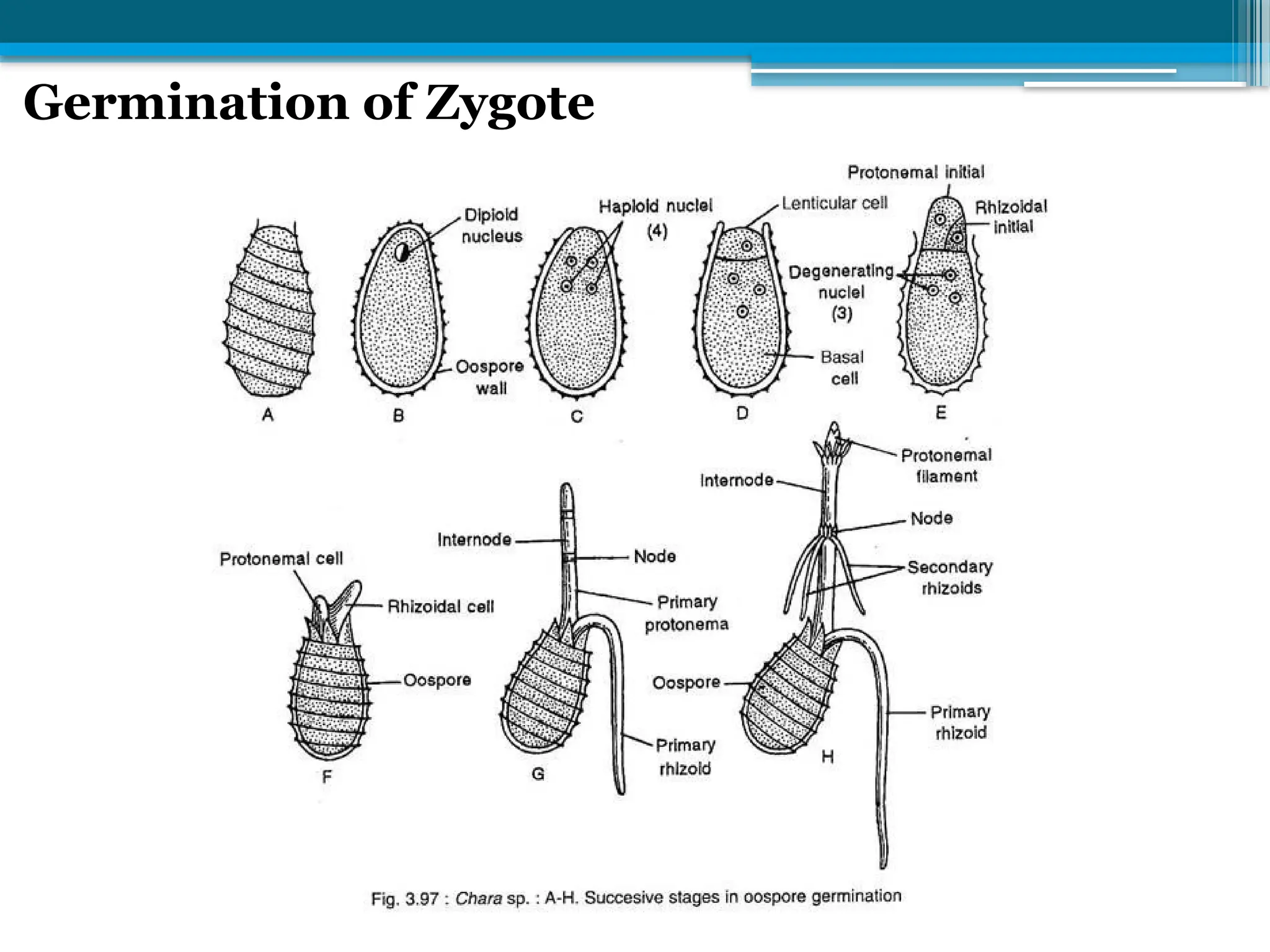 Germination of Zygote
 