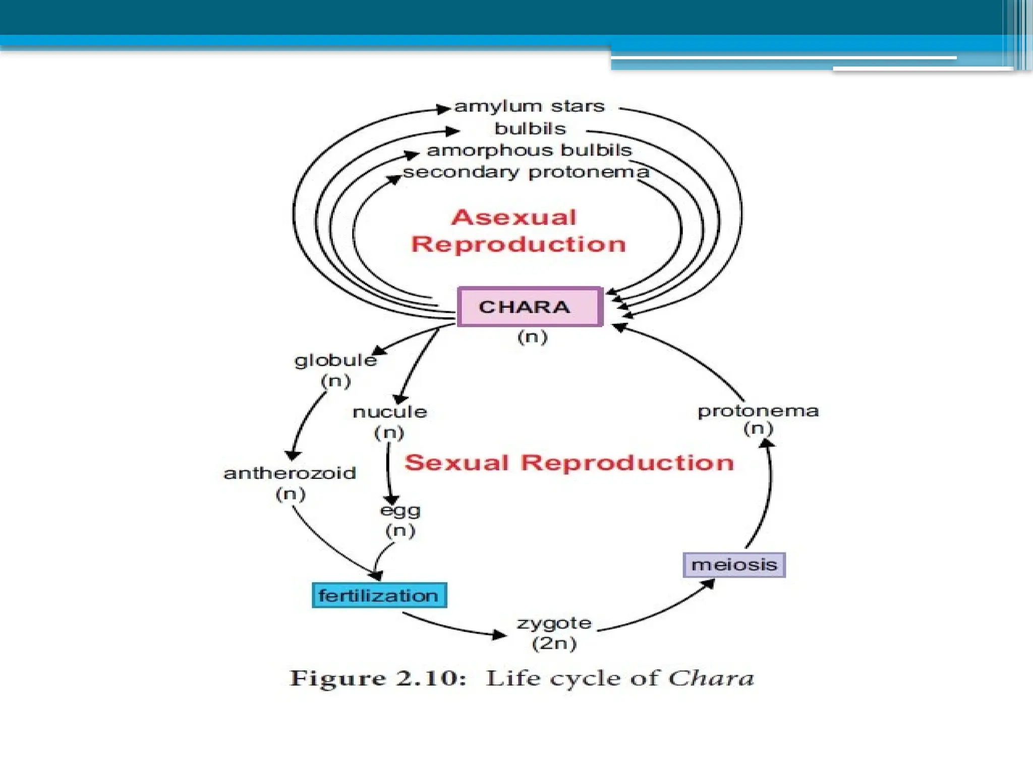 vegetative and reproductive structures of Chara