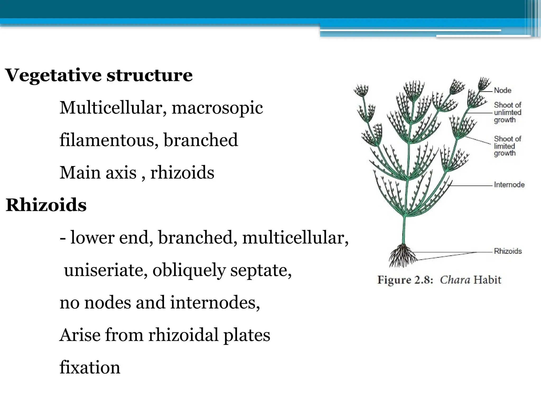Vegetative structure
Multicellular, macrosopic
filamentous, branched
Main axis , rhizoids
Rhizoids
- lower end, branched, multicellular,
uniseriate, obliquely septate,
no nodes and internodes,
Arise from rhizoidal plates
fixation
 