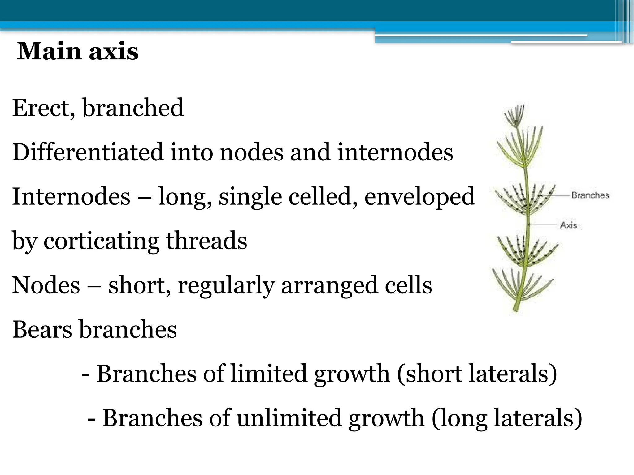 Main axis
Erect, branched
Differentiated into nodes and internodes
Internodes – long, single celled, enveloped
by corticating threads
Nodes – short, regularly arranged cells
Bears branches
- Branches of limited growth (short laterals)
- Branches of unlimited growth (long laterals)
 