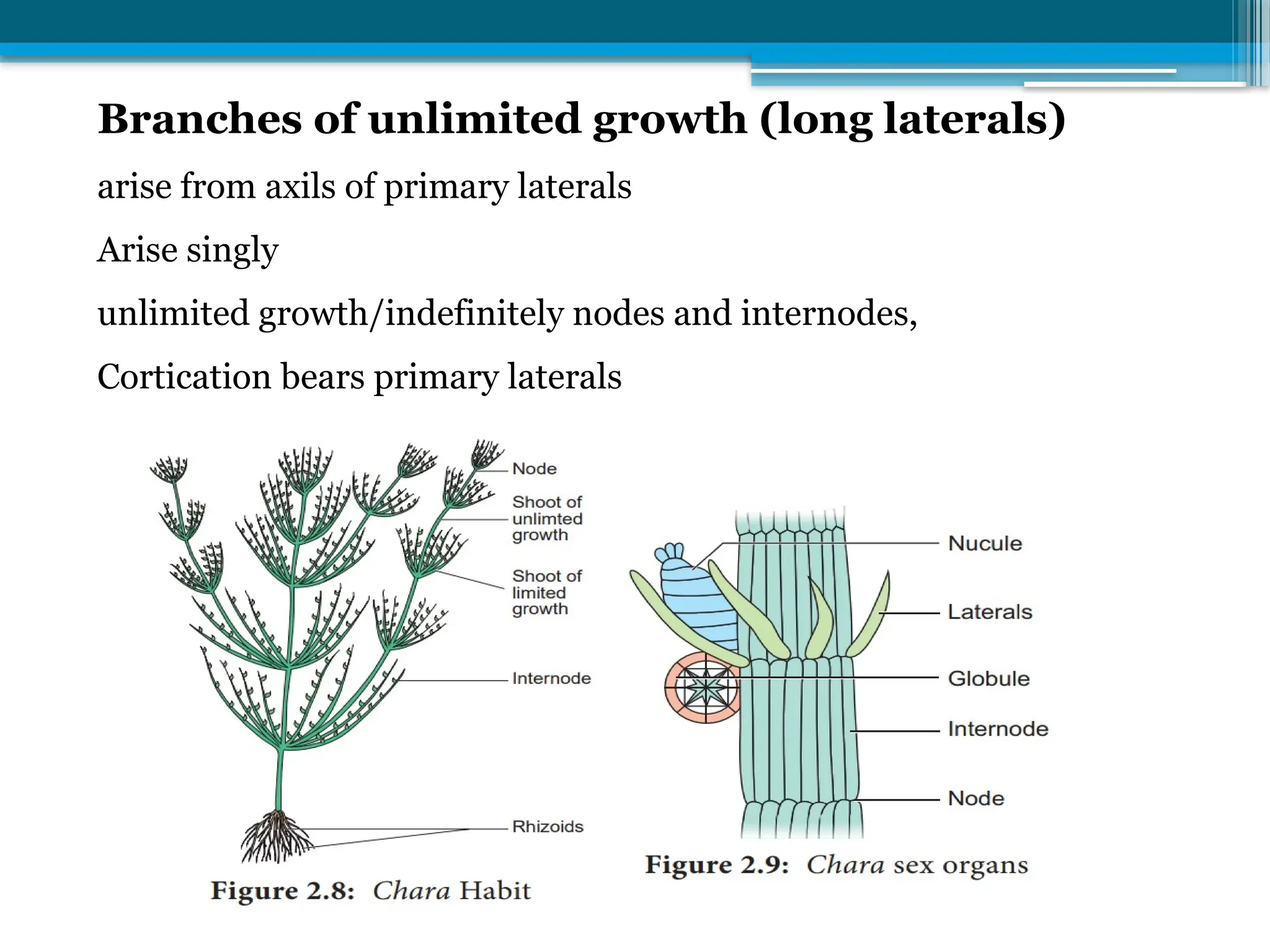 Branches of unlimited growth (long laterals)
arise from axils of primary laterals
Arise singly
unlimited growth/indefinitely nodes and internodes,
Cortication bears primary laterals
 