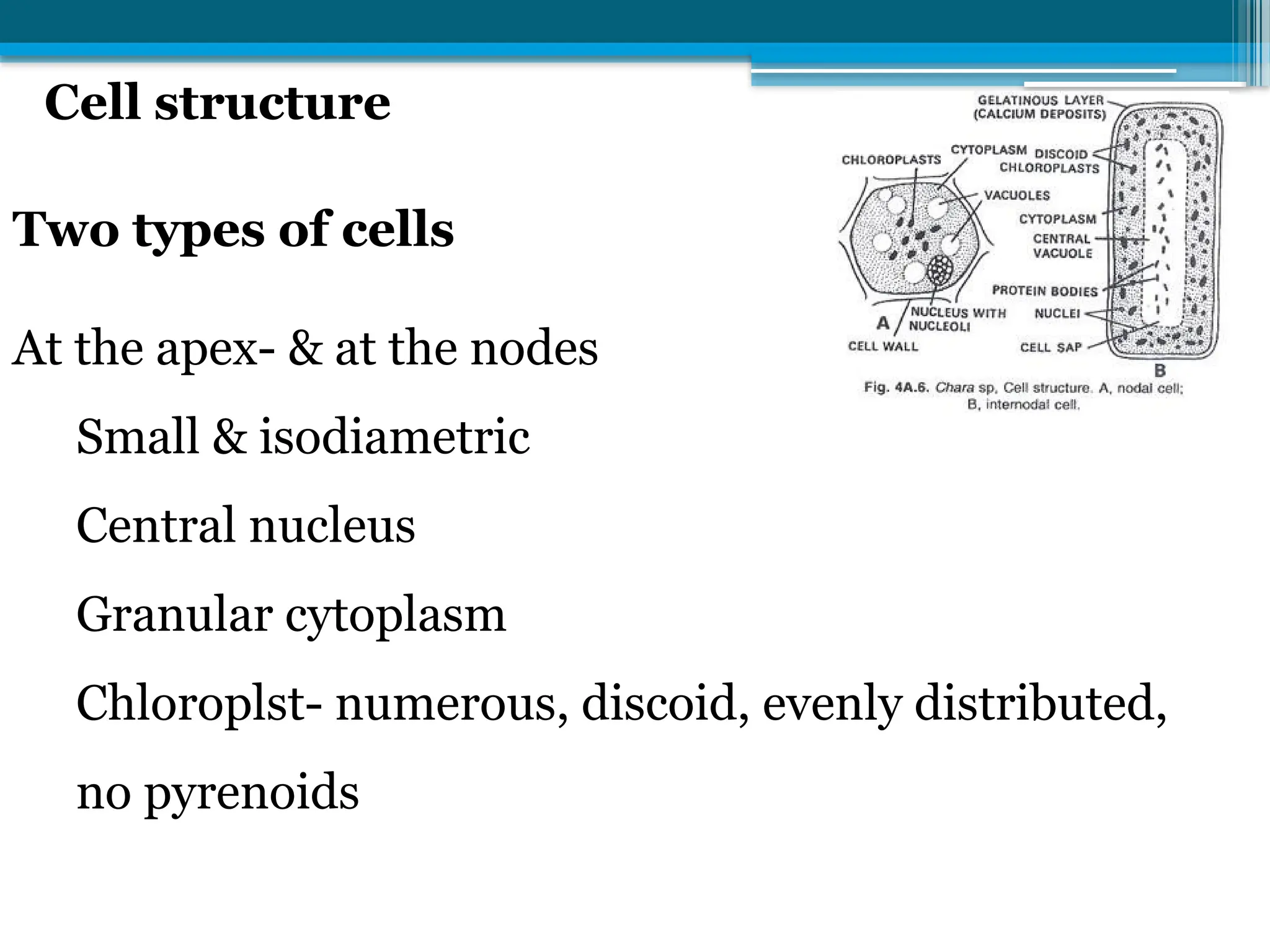 Cell structure
Two types of cells
At the apex- & at the nodes
Small & isodiametric
Central nucleus
Granular cytoplasm
Chloroplst- numerous, discoid, evenly distributed,
no pyrenoids
 