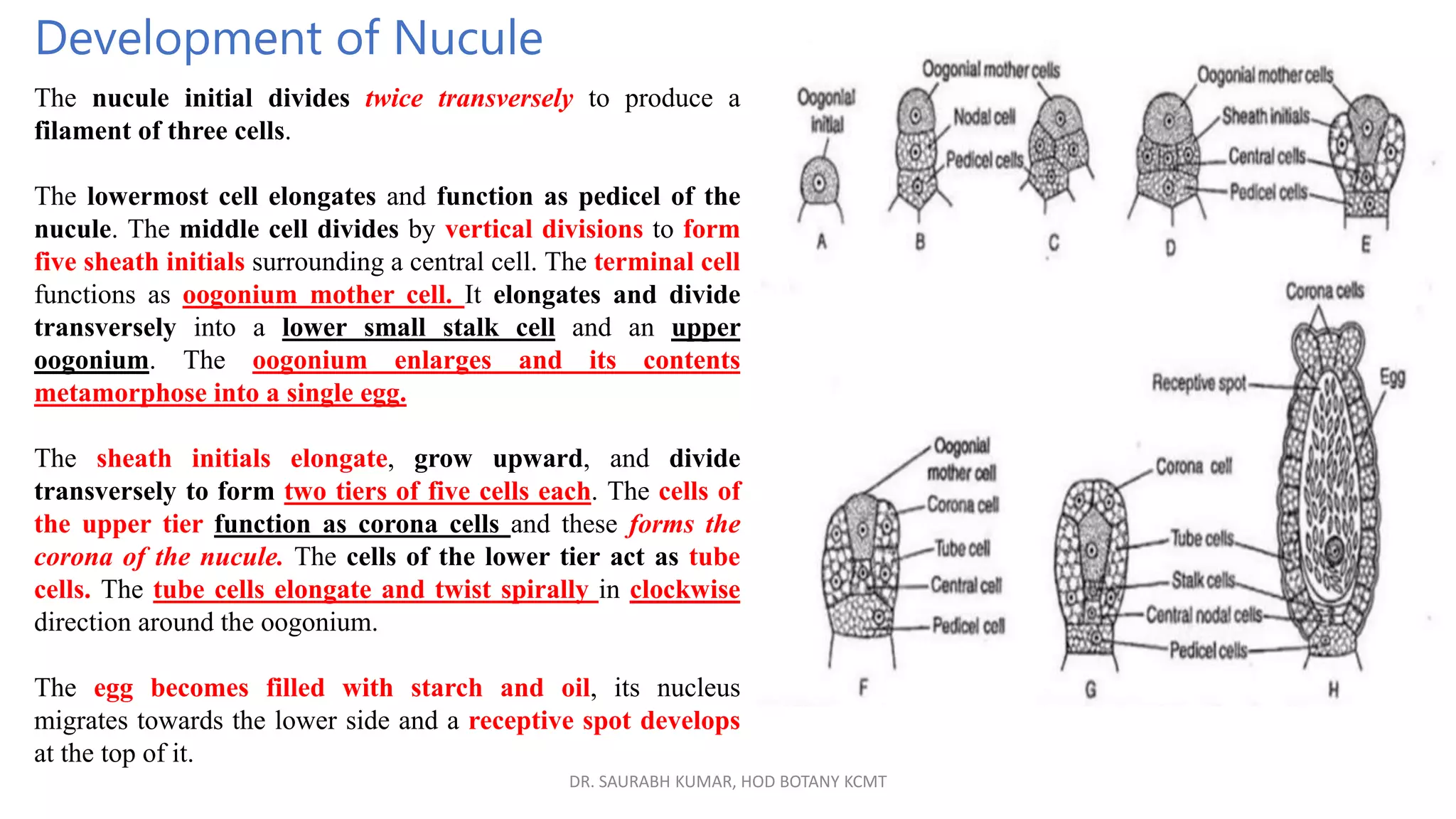 DR. SAURABH KUMAR, HOD BOTANY KCMT
Development of Nucule
The nucule initial divides twice transversely to produce a
filament of three cells.
The lowermost cell elongates and function as pedicel of the
nucule. The middle cell divides by vertical divisions to form
five sheath initials surrounding a central cell. The terminal cell
functions as oogonium mother cell. It elongates and divide
transversely into a lower small stalk cell and an upper
oogonium. The oogonium enlarges and its contents
metamorphose into a single egg.
The sheath initials elongate, grow upward, and divide
transversely to form two tiers of five cells each. The cells of
the upper tier function as corona cells and these forms the
corona of the nucule. The cells of the lower tier act as tube
cells. The tube cells elongate and twist spirally in clockwise
direction around the oogonium.
The egg becomes filled with starch and oil, its nucleus
migrates towards the lower side and a receptive spot develops
at the top of it.
 
