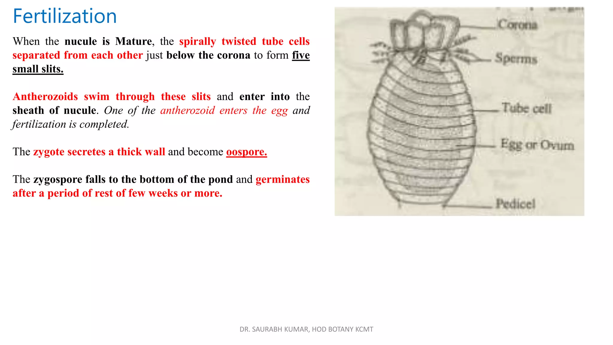 DR. SAURABH KUMAR, HOD BOTANY KCMT
Fertilization
When the nucule is Mature, the spirally twisted tube cells
separated from each other just below the corona to form five
small slits.
Antherozoids swim through these slits and enter into the
sheath of nucule. One of the antherozoid enters the egg and
fertilization is completed.
The zygote secretes a thick wall and become oospore.
The zygospore falls to the bottom of the pond and germinates
after a period of rest of few weeks or more.
 