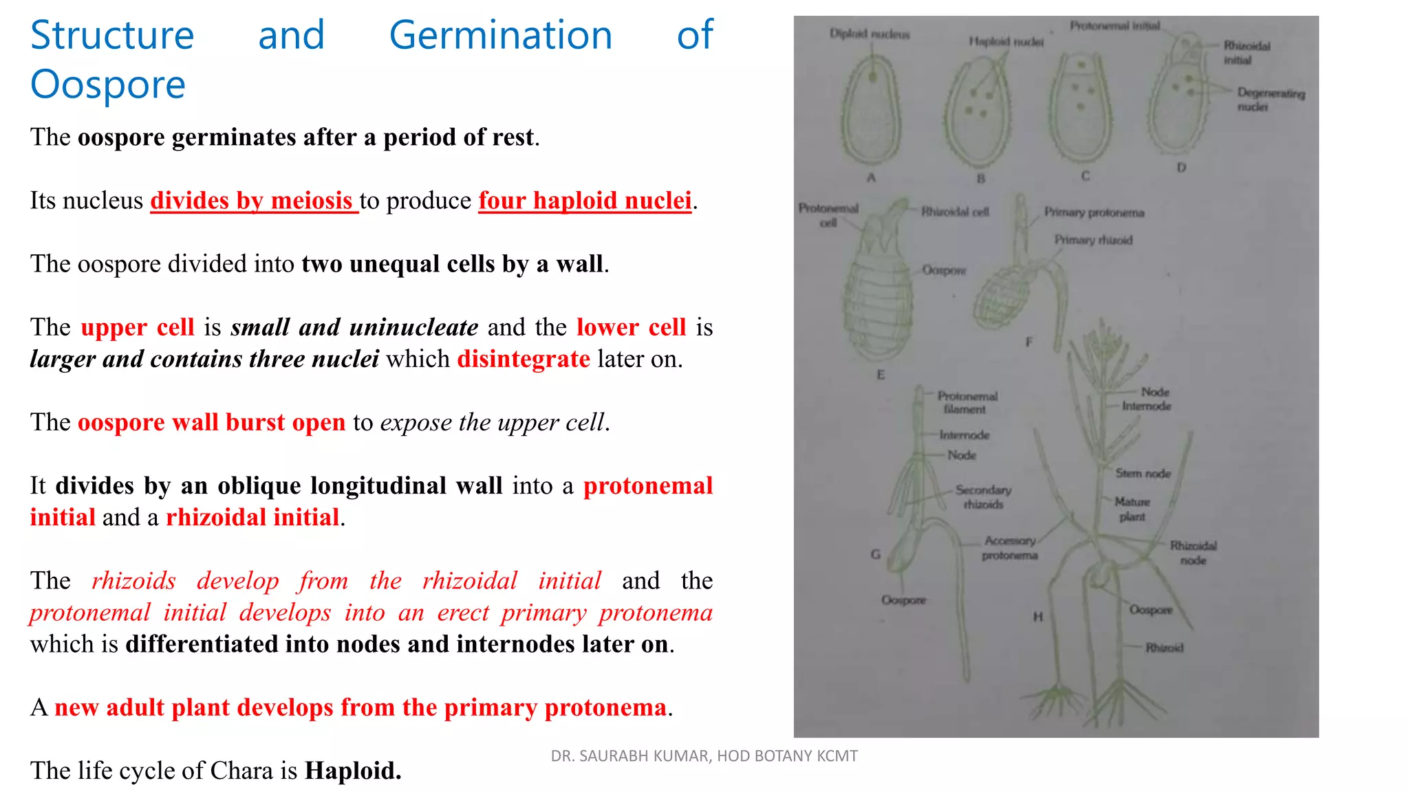 DR. SAURABH KUMAR, HOD BOTANY KCMT
Structure and Germination of
Oospore
The oospore germinates after a period of rest.
Its nucleus divides by meiosis to produce four haploid nuclei.
The oospore divided into two unequal cells by a wall.
The upper cell is small and uninucleate and the lower cell is
larger and contains three nuclei which disintegrate later on.
The oospore wall burst open to expose the upper cell.
It divides by an oblique longitudinal wall into a protonemal
initial and a rhizoidal initial.
The rhizoids develop from the rhizoidal initial and the
protonemal initial develops into an erect primary protonema
which is differentiated into nodes and internodes later on.
A new adult plant develops from the primary protonema.
The life cycle of Chara is Haploid.
 