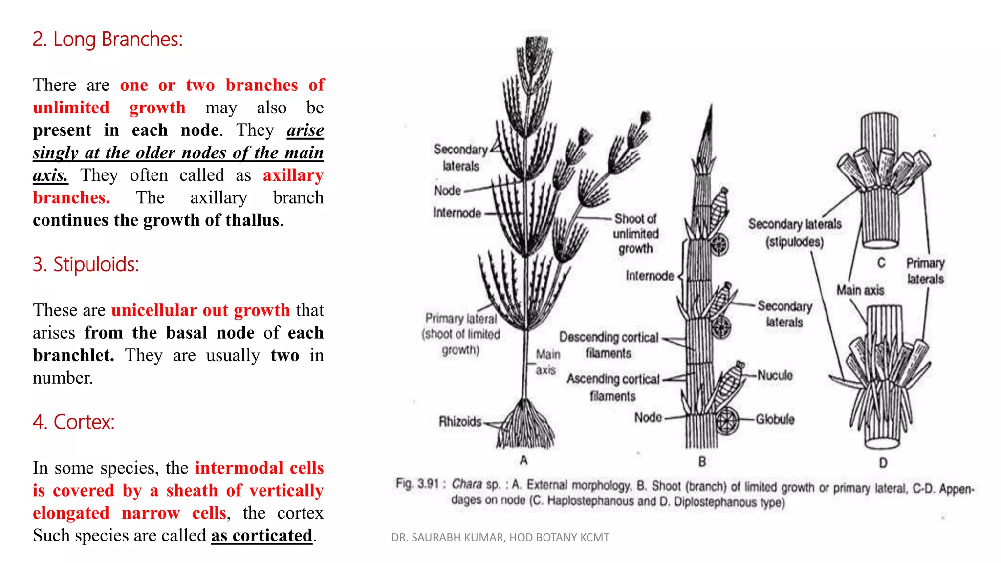 DR. SAURABH KUMAR, HOD BOTANY KCMT
2. Long Branches:
There are one or two branches of
unlimited growth may also be
present in each node. They arise
singly at the older nodes of the main
axis. They often called as axillary
branches. The axillary branch
continues the growth of thallus.
3. Stipuloids:
These are unicellular out growth that
arises from the basal node of each
branchlet. They are usually two in
number.
4. Cortex:
In some species, the intermodal cells
is covered by a sheath of vertically
elongated narrow cells, the cortex
Such species are called as corticated.
 