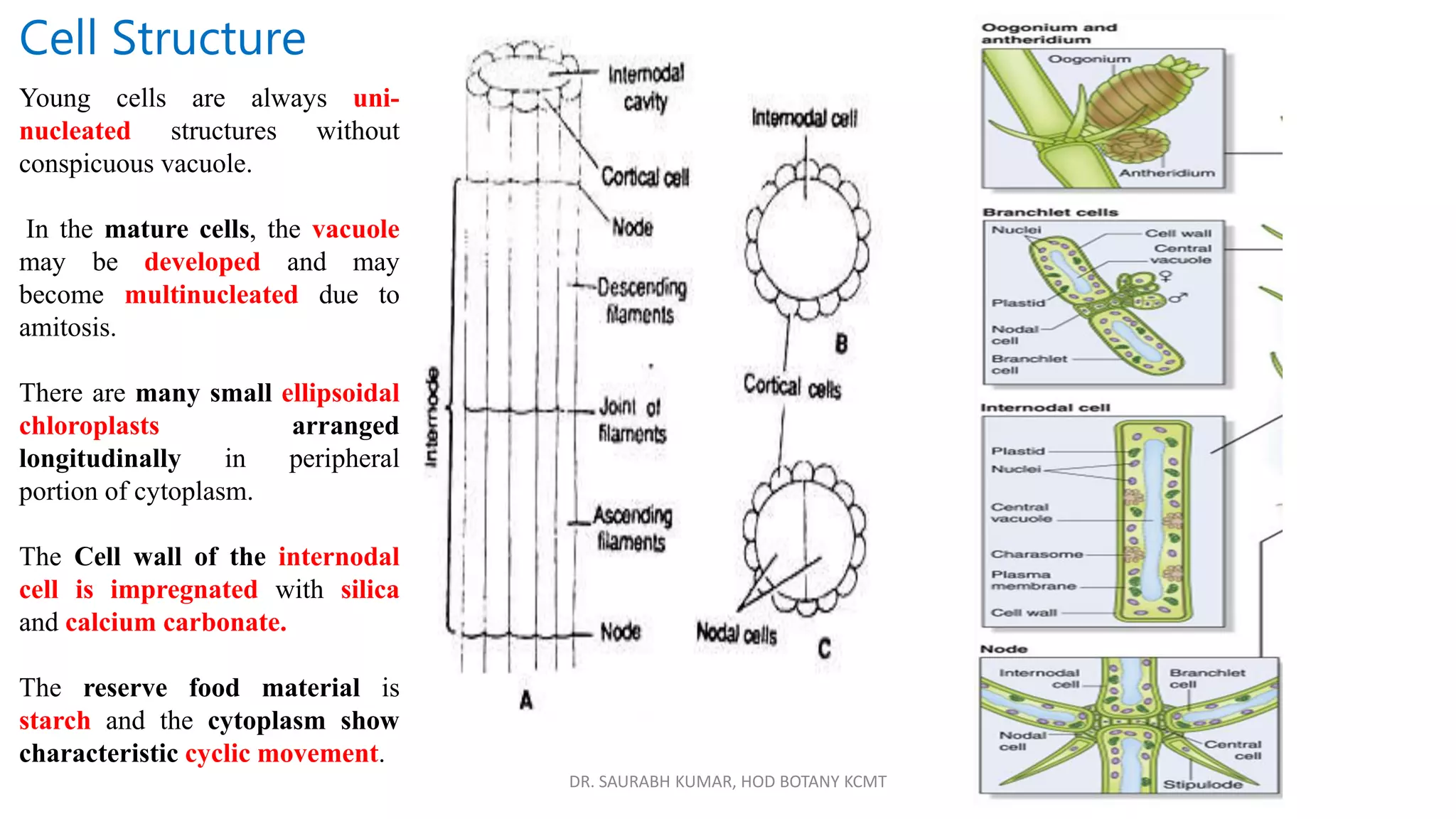 DR. SAURABH KUMAR, HOD BOTANY KCMT
Cell Structure
Young cells are always uni-
nucleated structures without
conspicuous vacuole.
In the mature cells, the vacuole
may be developed and may
become multinucleated due to
amitosis.
There are many small ellipsoidal
chloroplasts arranged
longitudinally in peripheral
portion of cytoplasm.
The Cell wall of the internodal
cell is impregnated with silica
and calcium carbonate.
The reserve food material is
starch and the cytoplasm show
characteristic cyclic movement.
 