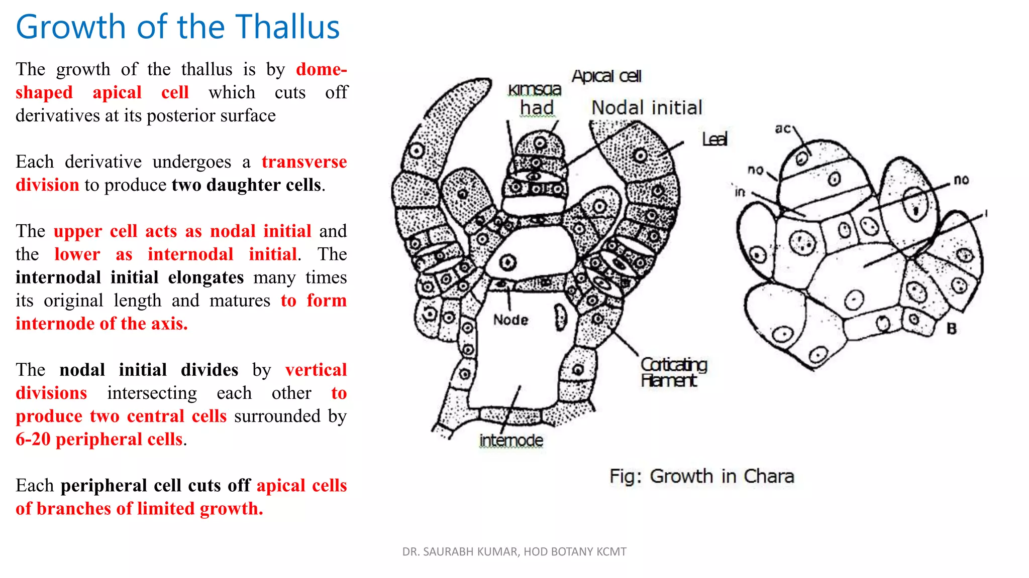 DR. SAURABH KUMAR, HOD BOTANY KCMT
Growth of the Thallus
The growth of the thallus is by dome-
shaped apical cell which cuts off
derivatives at its posterior surface
Each derivative undergoes a transverse
division to produce two daughter cells.
The upper cell acts as nodal initial and
the lower as internodal initial. The
internodal initial elongates many times
its original length and matures to form
internode of the axis.
The nodal initial divides by vertical
divisions intersecting each other to
produce two central cells surrounded by
6-20 peripheral cells.
Each peripheral cell cuts off apical cells
of branches of limited growth.
 