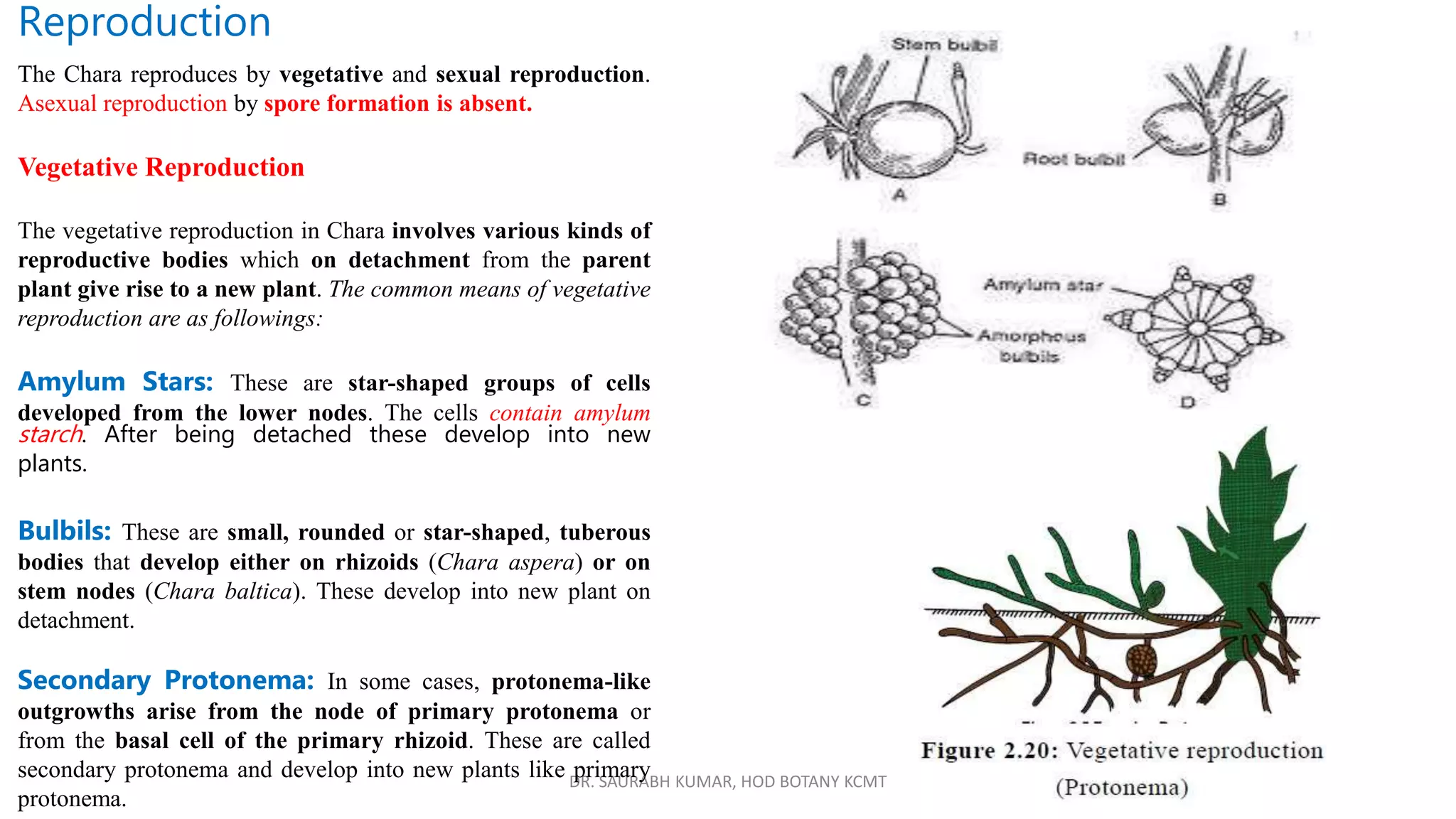 DR. SAURABH KUMAR, HOD BOTANY KCMT
Reproduction
The Chara reproduces by vegetative and sexual reproduction.
Asexual reproduction by spore formation is absent.
Vegetative Reproduction
The vegetative reproduction in Chara involves various kinds of
reproductive bodies which on detachment from the parent
plant give rise to a new plant. The common means of vegetative
reproduction are as followings:
Amylum Stars: These are star-shaped groups of cells
developed from the lower nodes. The cells contain amylum
starch. After being detached these develop into new
plants.
Bulbils: These are small, rounded or star-shaped, tuberous
bodies that develop either on rhizoids (Chara aspera) or on
stem nodes (Chara baltica). These develop into new plant on
detachment.
Secondary Protonema: In some cases, protonema-like
outgrowths arise from the node of primary protonema or
from the basal cell of the primary rhizoid. These are called
secondary protonema and develop into new plants like primary
protonema.
 