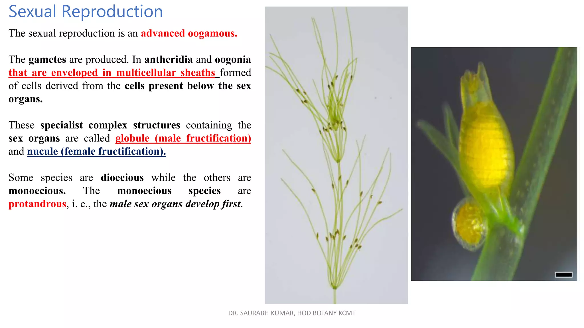 DR. SAURABH KUMAR, HOD BOTANY KCMT
Sexual Reproduction
The sexual reproduction is an advanced oogamous.
The gametes are produced. In antheridia and oogonia
that are enveloped in multicellular sheaths formed
of cells derived from the cells present below the sex
organs.
These specialist complex structures containing the
sex organs are called globule (male fructification)
and nucule (female fructification).
Some species are dioecious while the others are
monoecious. The monoecious species are
protandrous, i. e., the male sex organs develop first.
 