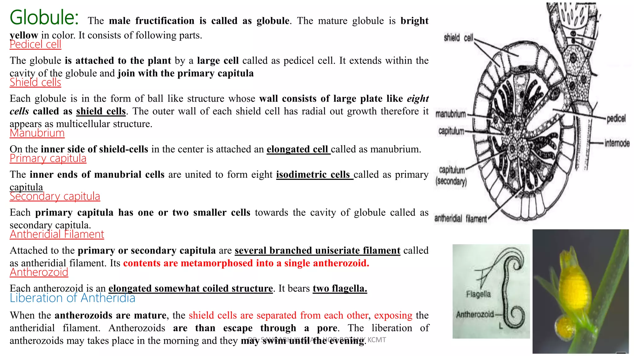 DR. SAURABH KUMAR, HOD BOTANY KCMT
Globule: The male fructification is called as globule. The mature globule is bright
yellow in color. It consists of following parts.
Pedicel cell
The globule is attached to the plant by a large cell called as pedicel cell. It extends within the
cavity of the globule and join with the primary capitula
Shield cells
Each globule is in the form of ball like structure whose wall consists of large plate like eight
cells called as shield cells. The outer wall of each shield cell has radial out growth therefore it
appears as multicellular structure.
Manubrium
On the inner side of shield-cells in the center is attached an elongated cell called as manubrium.
Primary capitula
The inner ends of manubrial cells are united to form eight isodimetric cells called as primary
capitula
Secondary capitula
Each primary capitula has one or two smaller cells towards the cavity of globule called as
secondary capitula.
Antheridial Filament
Attached to the primary or secondary capitula are several branched uniseriate filament called
as antheridial filament. Its contents are metamorphosed into a single antherozoid.
Antherozoid
Each antherozoid is an elongated somewhat coiled structure. It bears two flagella.
Liberation of Antheridia
When the antherozoids are mature, the shield cells are separated from each other, exposing the
antheridial filament. Antherozoids are than escape through a pore. The liberation of
antherozoids may takes place in the morning and they may swim until the evening.
 