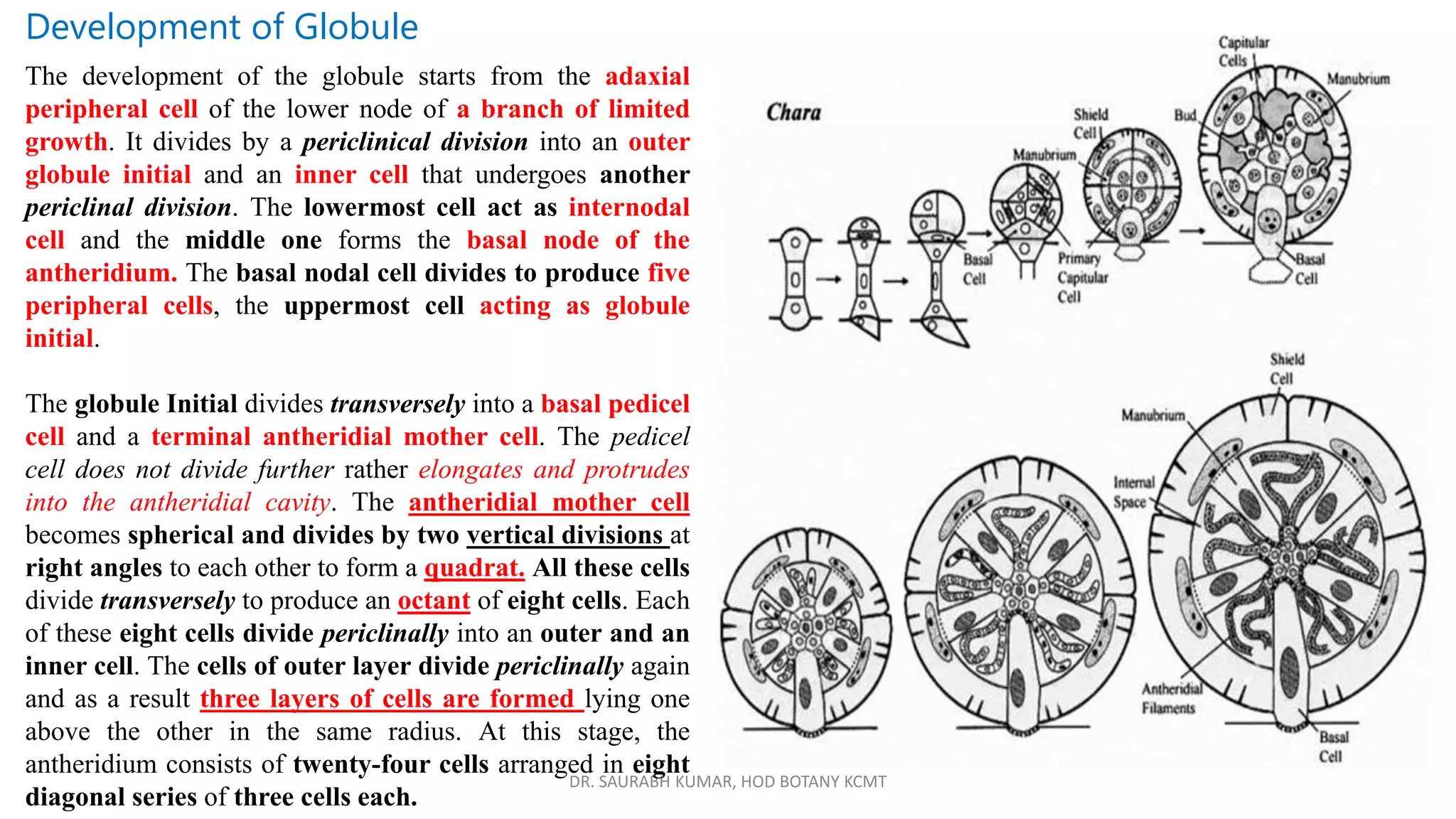 DR. SAURABH KUMAR, HOD BOTANY KCMT
Development of Globule
The development of the globule starts from the adaxial
peripheral cell of the lower node of a branch of limited
growth. It divides by a periclinical division into an outer
globule initial and an inner cell that undergoes another
periclinal division. The lowermost cell act as internodal
cell and the middle one forms the basal node of the
antheridium. The basal nodal cell divides to produce five
peripheral cells, the uppermost cell acting as globule
initial.
The globule Initial divides transversely into a basal pedicel
cell and a terminal antheridial mother cell. The pedicel
cell does not divide further rather elongates and protrudes
into the antheridial cavity. The antheridial mother cell
becomes spherical and divides by two vertical divisions at
right angles to each other to form a quadrat. All these cells
divide transversely to produce an octant of eight cells. Each
of these eight cells divide periclinally into an outer and an
inner cell. The cells of outer layer divide periclinally again
and as a result three layers of cells are formed lying one
above the other in the same radius. At this stage, the
antheridium consists of twenty-four cells arranged in eight
diagonal series of three cells each.
 