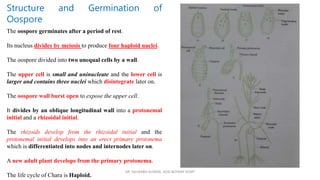 DR. SAURABH KUMAR, HOD BOTANY KCMT
Structure and Germination of
Oospore
The oospore germinates after a period of rest.
Its nucleus divides by meiosis to produce four haploid nuclei.
The oospore divided into two unequal cells by a wall.
The upper cell is small and uninucleate and the lower cell is
larger and contains three nuclei which disintegrate later on.
The oospore wall burst open to expose the upper cell.
It divides by an oblique longitudinal wall into a protonemal
initial and a rhizoidal initial.
The rhizoids develop from the rhizoidal initial and the
protonemal initial develops into an erect primary protonema
which is differentiated into nodes and internodes later on.
A new adult plant develops from the primary protonema.
The life cycle of Chara is Haploid.
 