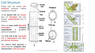 DR. SAURABH KUMAR, HOD BOTANY KCMT
Cell Structure
Young cells are always uni-
nucleated structures without
conspicuous vacuole.
In the mature cells, the vacuole
may be developed and may
become multinucleated due to
amitosis.
There are many small ellipsoidal
chloroplasts arranged
longitudinally in peripheral
portion of cytoplasm.
The Cell wall of the internodal
cell is impregnated with silica
and calcium carbonate.
The reserve food material is
starch and the cytoplasm show
characteristic cyclic movement.
 