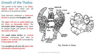 DR. SAURABH KUMAR, HOD BOTANY KCMT
Growth of the Thallus
The growth of the thallus is by dome-
shaped apical cell which cuts off
derivatives at its posterior surface
Each derivative undergoes a transverse
division to produce two daughter cells.
The upper cell acts as nodal initial and
the lower as internodal initial. The
internodal initial elongates many times
its original length and matures to form
internode of the axis.
The nodal initial divides by vertical
divisions intersecting each other to
produce two central cells surrounded by
6-20 peripheral cells.
Each peripheral cell cuts off apical cells
of branches of limited growth.
 