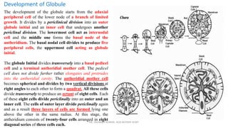 DR. SAURABH KUMAR, HOD BOTANY KCMT
Development of Globule
The development of the globule starts from the adaxial
peripheral cell of the lower node of a branch of limited
growth. It divides by a periclinical division into an outer
globule initial and an inner cell that undergoes another
periclinal division. The lowermost cell act as internodal
cell and the middle one forms the basal node of the
antheridium. The basal nodal cell divides to produce five
peripheral cells, the uppermost cell acting as globule
initial.
The globule Initial divides transversely into a basal pedicel
cell and a terminal antheridial mother cell. The pedicel
cell does not divide further rather elongates and protrudes
into the antheridial cavity. The antheridial mother cell
becomes spherical and divides by two vertical divisions at
right angles to each other to form a quadrat. All these cells
divide transversely to produce an octant of eight cells. Each
of these eight cells divide periclinally into an outer and an
inner cell. The cells of outer layer divide periclinally again
and as a result three layers of cells are formed lying one
above the other in the same radius. At this stage, the
antheridium consists of twenty-four cells arranged in eight
diagonal series of three cells each.
 