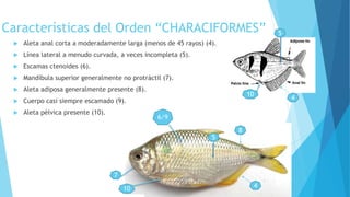 Características del Orden “CHARACIFORMES”
 Aleta anal corta a moderadamente larga (menos de 45 rayos) (4).
 Línea lateral a menudo curvada, a veces incompleta (5).
 Escamas ctenoides (6).
 Mandíbula superior generalmente no protráctil (7).
 Aleta adiposa generalmente presente (8).
 Cuerpo casi siempre escamado (9).
 Aleta pélvica presente (10).
4
4
5
5
6/9
7
8
10
10
 