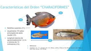 Características del Orden “CHARACIFORMES”
 Barbillas ausentes (11).
 Usualmente 19 radios
principales de aleta
caudal (12).
 Longitud máxima de
aproximadamente 1,4 m.
y mínima de 13
milimetros (13).
11
12
13
 Referencia:
 Josephs S. N., T. C. Grande y M. V. H. Wilson, (2016). Fishes of the World. 5ta ed. John Wiley y
Sons. New Jersey. 193-194 pp.
 