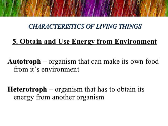 An Organism That Can Make Its Own Food Is A An Organism That Can Make Its Own Food Is A