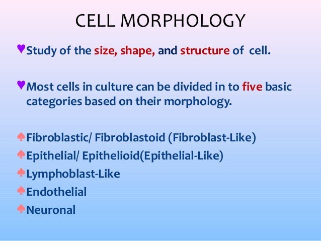 Characterisation Of Cell Lines