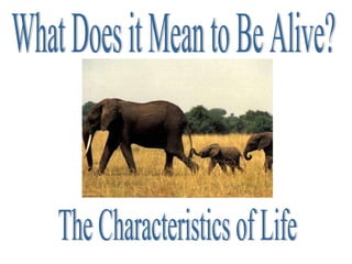 What Does it Mean to Be Alive? The Characteristics of Life 