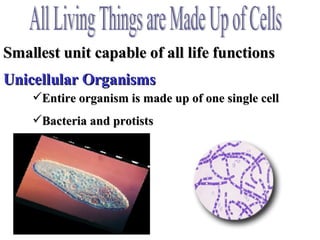 Characteristics Of Life