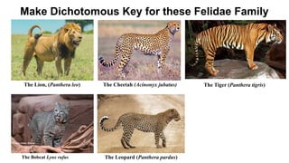CHARACTERISTICS AND CLASSIFICATION.pptx.pdf