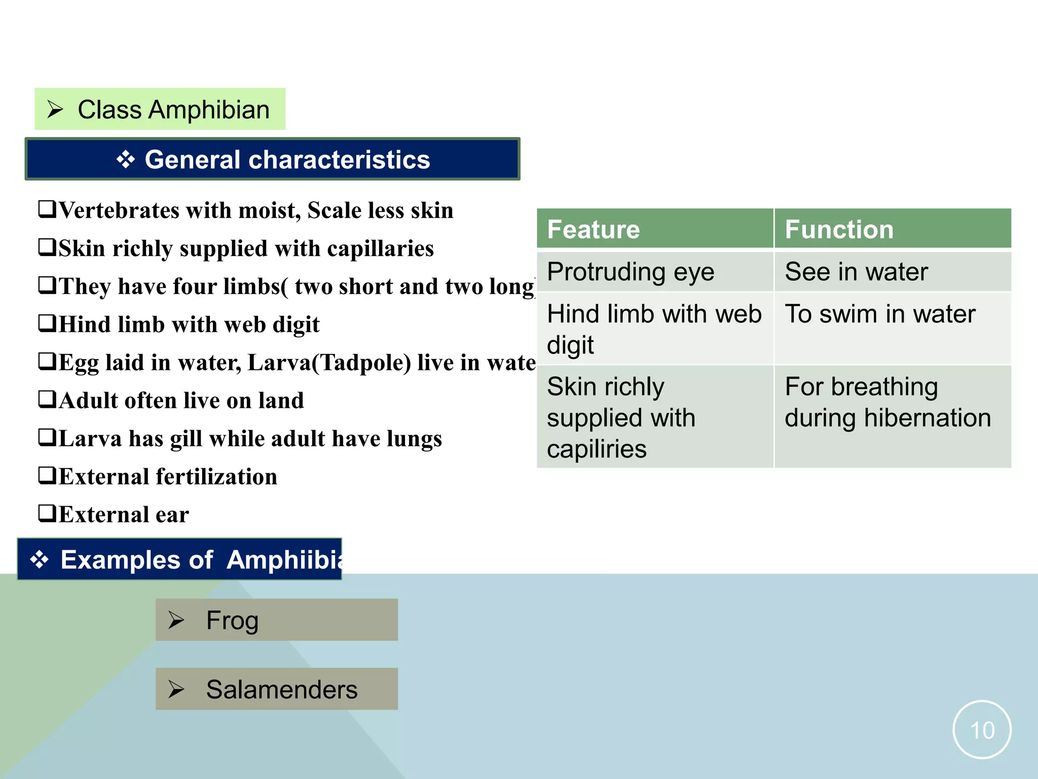 Characteristics and classification of living organisms igcse o level ...