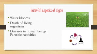 Characteristics of algae