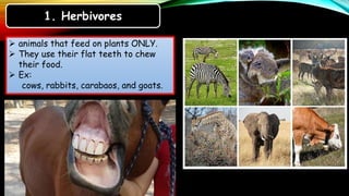 Characteristics of animals