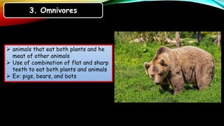 Characteristics of animals