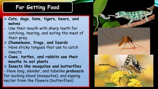 Characteristics of animals