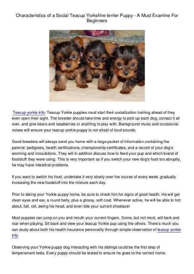 yorkie teacup puppies for adoption