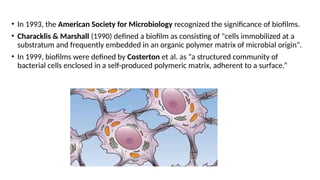 Characteristics of Bacterial Biofilm(Edited) [Autosaved].pptx