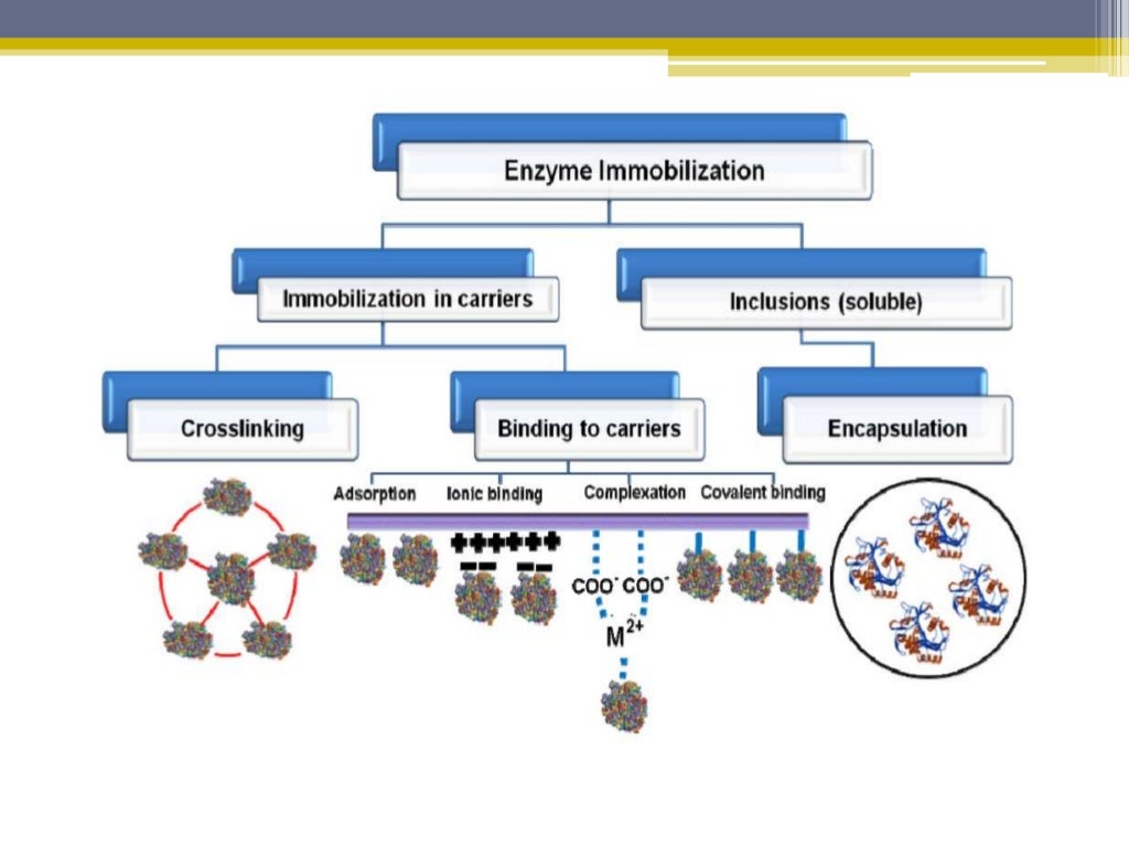 Characteristics of immobilized enzymes