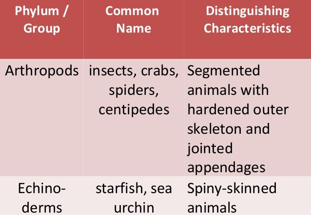 distinguishing features and characteristics of major Transcript of distinguishing features of the five kingdoms distinguishing features of the five kingdoms prokaryotae kingdom characteristics bbc news. distinguishing features and characteristics of major Transcript of distinguishing features of the five kingdoms distinguishing features of the five kingdoms prokaryotae kingdom characteristics bbc news.