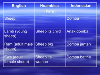 Domba betina Sheep its woman Ewe (adult female sheep) Domba jantan Sheep big Ram (adult male sheep) Anak domba Sheep its child Lamb (young sheep) Domba Sheep Indonesian Huambisa  (Peru) English 
