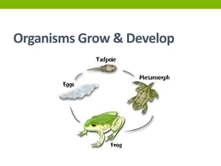Characteristics Of Life For Advanced Biology