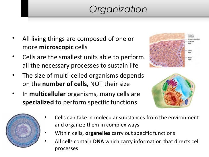 Featured image of post Characteristics Of Life We explain 7 characteristics of life with video tutorials and quizzes using our many ways tm learn about the building blocks of life in this lesson by examining cellular organization and