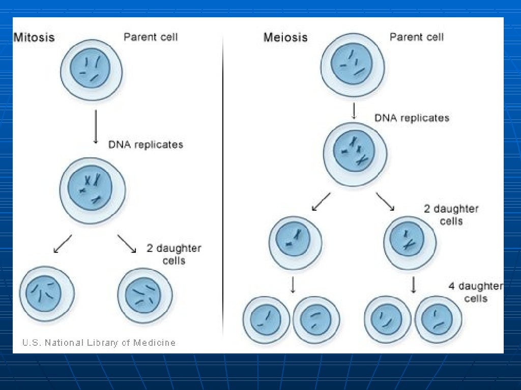 Characteristics of living things