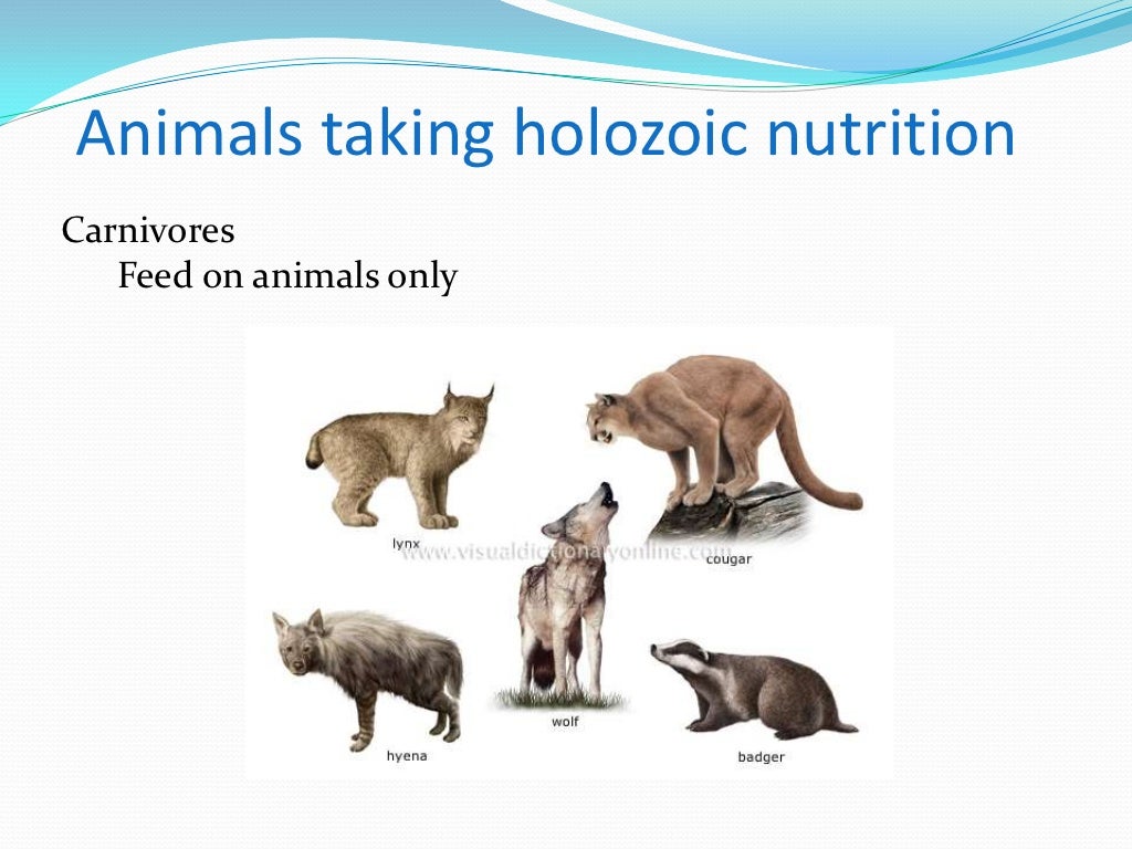 Characteristics of living things